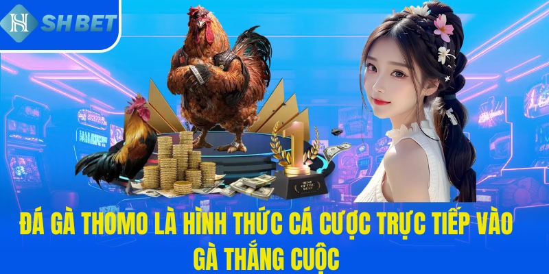 Đá gà Thomo là hình thức cá cược trực tiếp vào gà thắng cuộc