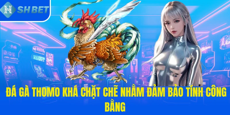 Đá gà đòn Thomo khá chặt chẽ nhằm đảm bảo tính công bằng