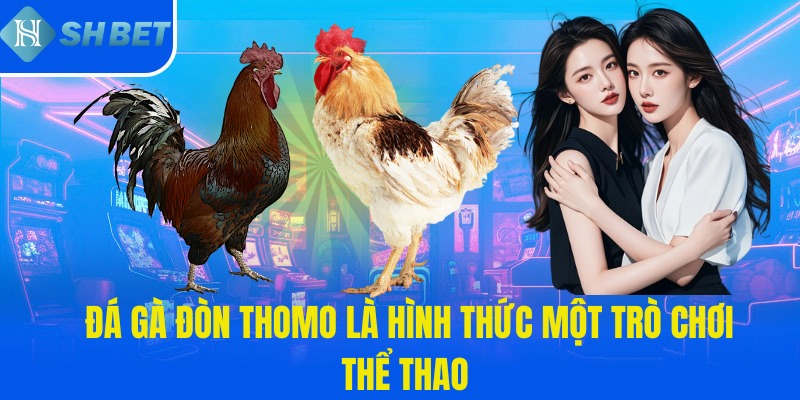 Đá gà đòn Thomo là hình thức một trò chơi thể thao 