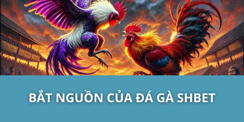 Bắt Nguồn Của Đá Gà SHBET