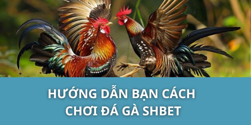 Hướng Dẫn Bạn Cách Chơi Đá Gà SHBET