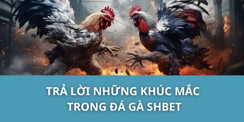 Trả Lời Những Khúc Mắc Trong Đá Gà SHBET