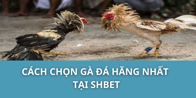 Cách chọn gà đá hăng nhất tại SHBET