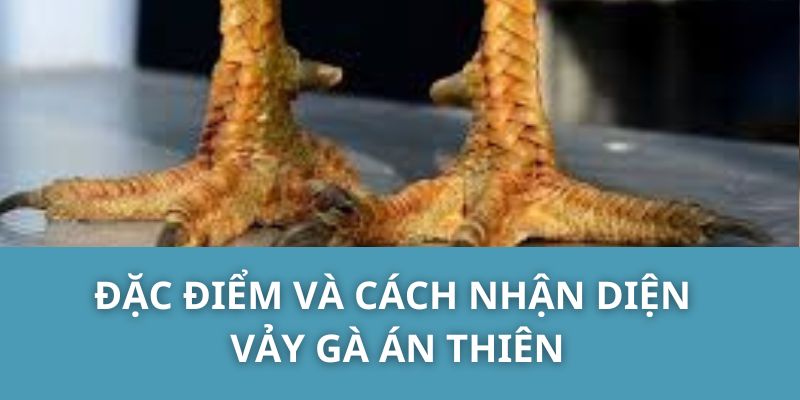 Đặc điểm và cách nhận diện vảy gà án thiên