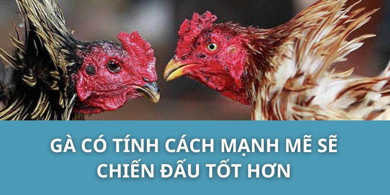 Gà có tính cách mạnh mẽ sẽ chiến đấu tốt hơn