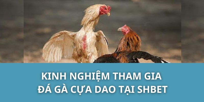 Kinh nghiệm tham gia đá gà cựa dao tại SHBET