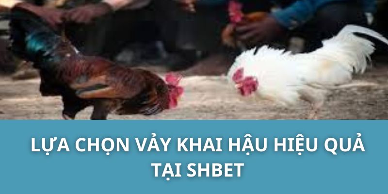 Lựa chọn vảy khai hậu hiệu quả tại SHBET