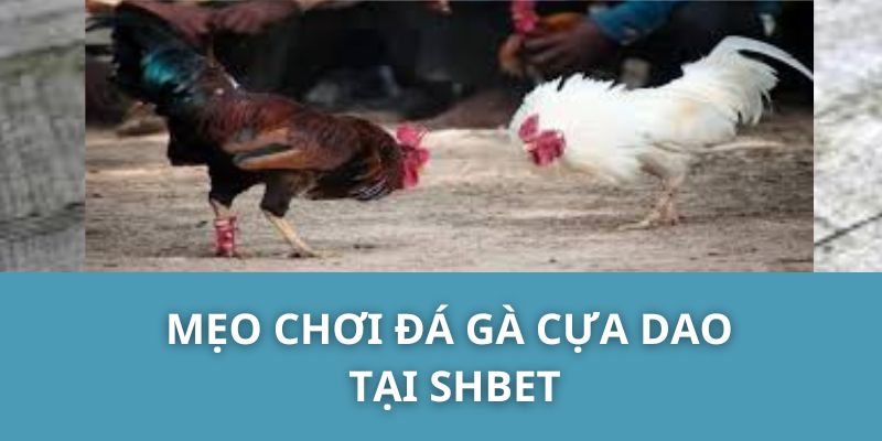 Mẹo chơi đá gà cựa dao tại SHBET