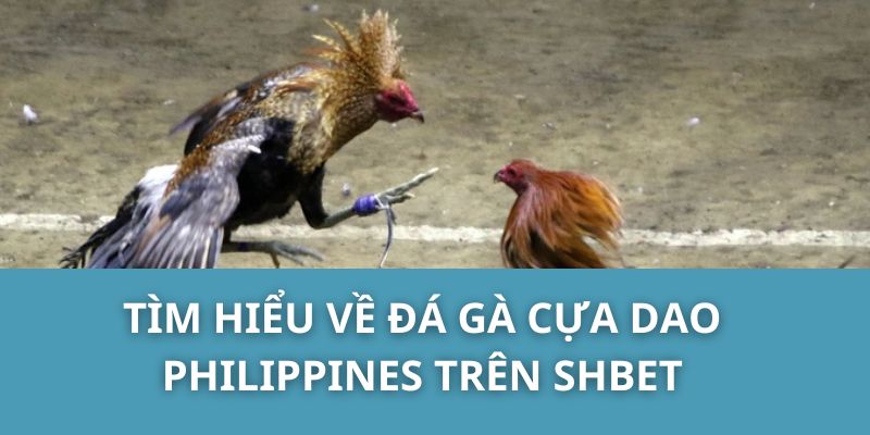 Tìm hiểu về đá gà cựa dao Philippines trên SHBET