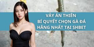 Vảy Án Thiên - Bí Quyết Chọn Gà Đá Hăng Nhất Tại SHBET