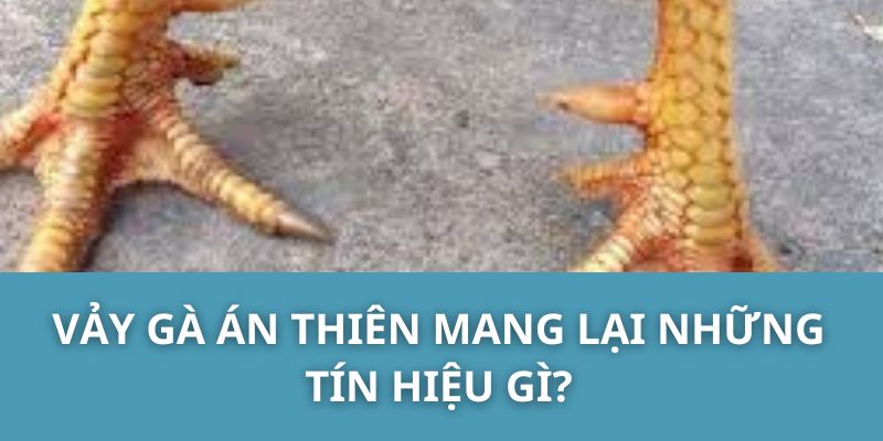 Vảy gà án thiên mang lại những tín hiệu gì?