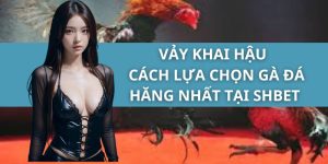 Vảy Khai Hậu - Cách Lựa Chọn Gà Đá Hăng Nhất Tại SHBET